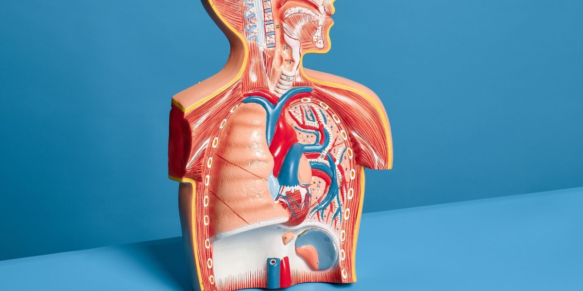Australia Lung Cancer Diagnostics Market to Reach US$  Million by 2033 – Renub Research
